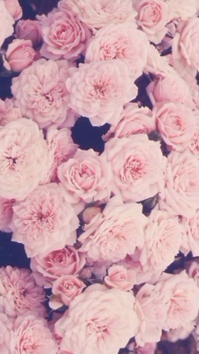 Pink roses iphone wallpaper | Flowers | Pinterest | Pink Roses ...