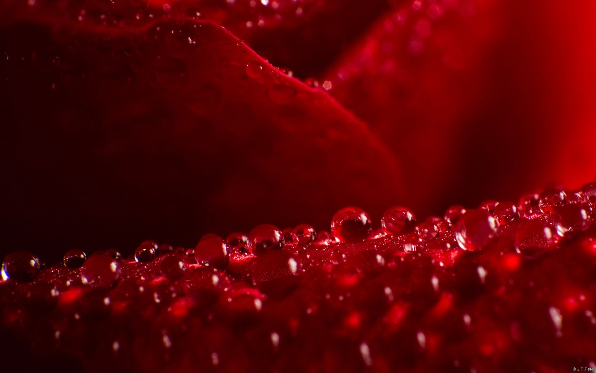 Wonderful-Rose-Wallpaper-Rainy-Drops-Image-Cool-HD-Picture.jpg