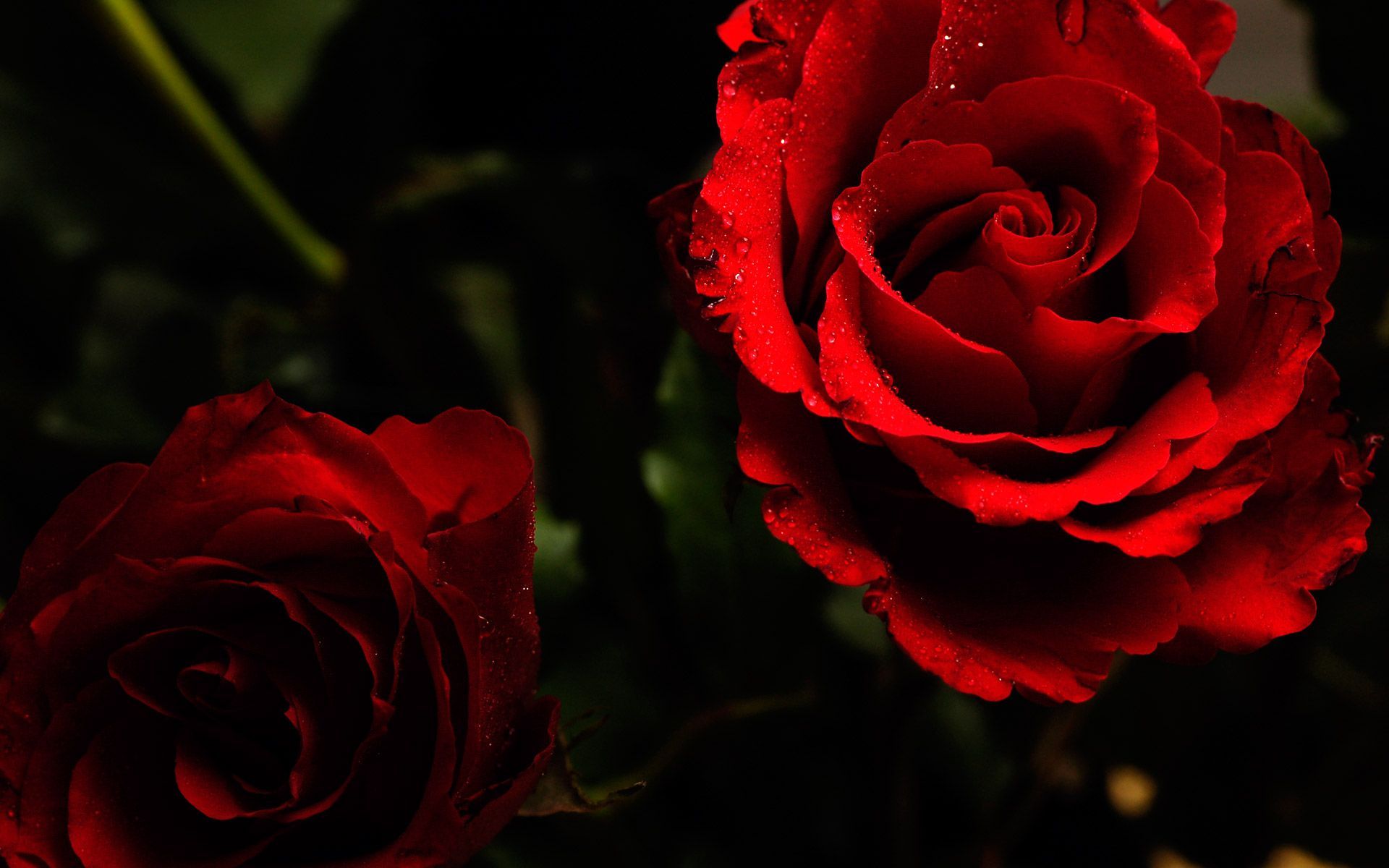 Roses Desktop Wallpapers - , New Wallpapers, New Backgrounds
