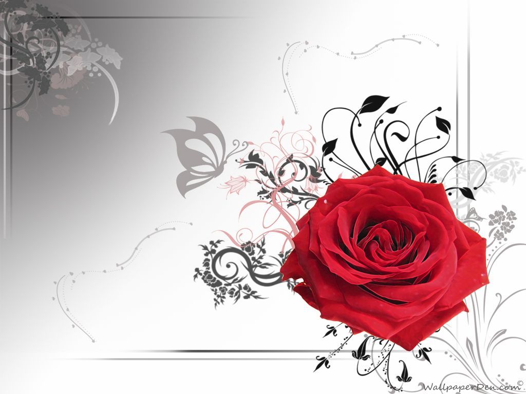 Rose - Wallpapers and Quotes - The Wondrous Pics