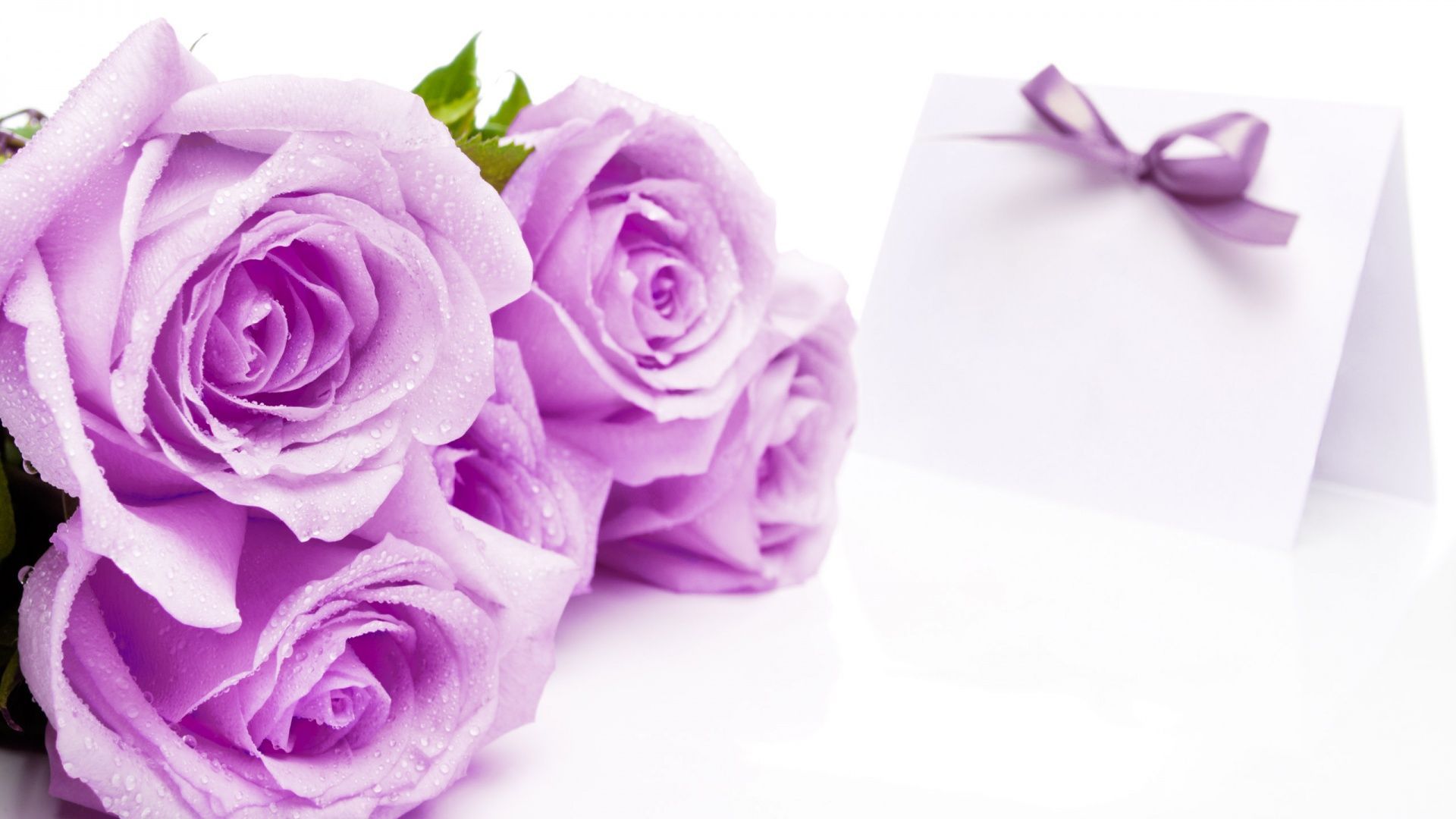 Lilac HD Wallpaper, Lilac Images Free, New Wallpapers