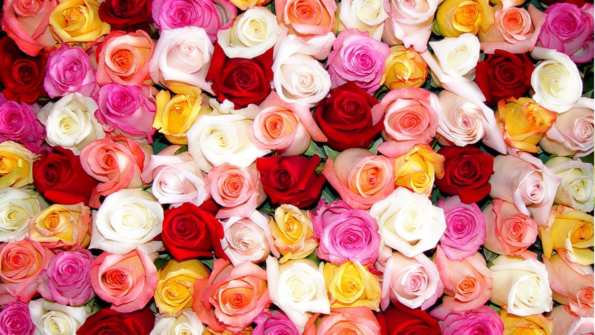 Pictures Of Roses Wallpapers - Wallpaper Cave