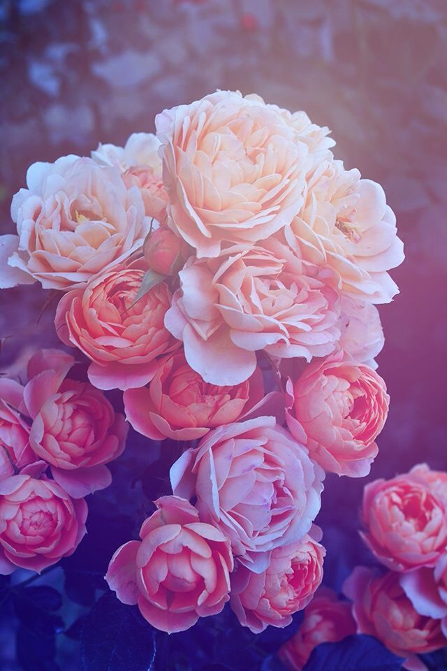 Beautiful Pink Roses iPhone Wallpaper | Flowers | Pinterest | Pink ...