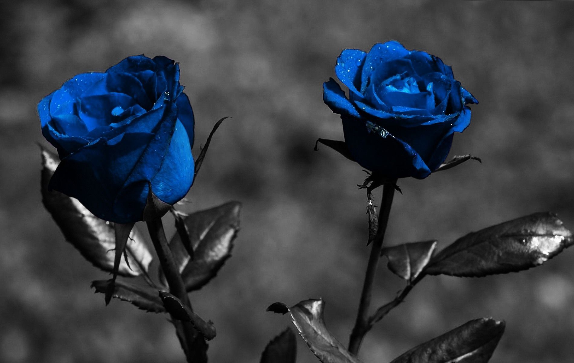 Blue Rose Wallpapers HD Pictures | One HD Wallpaper Pictures ...