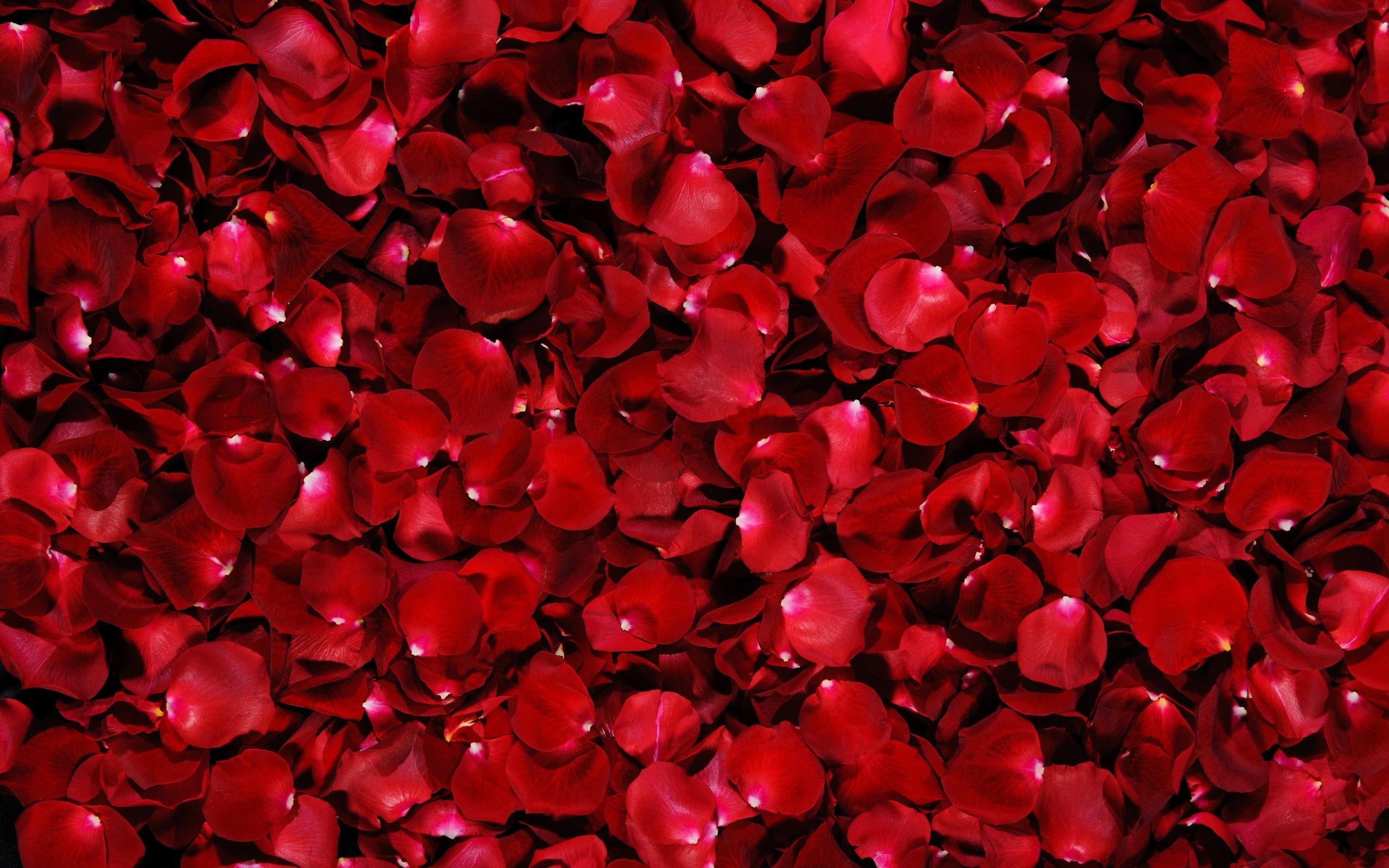 rose-petals-widescreen-high-resolution-wallpaper-photos-of-roses.jpeg