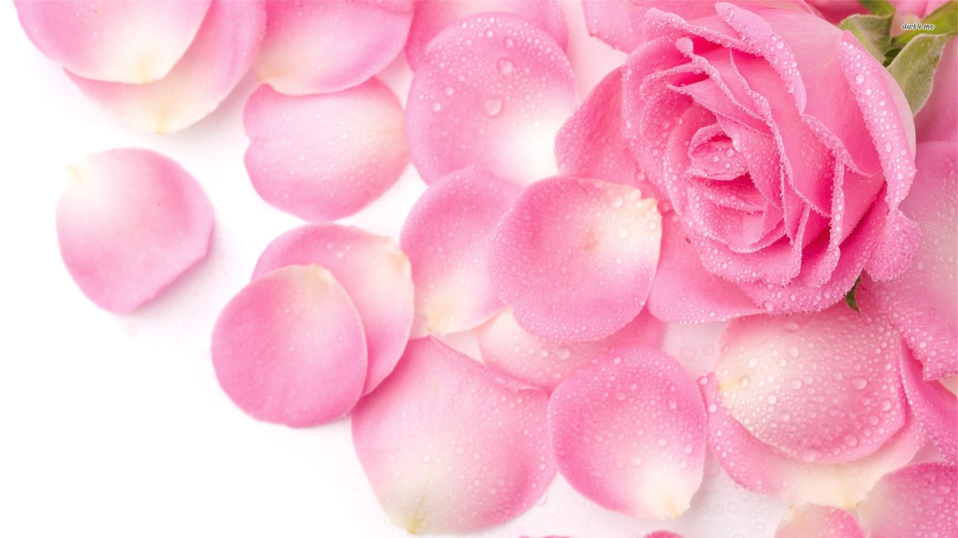 Flowers & Rose Petals Wallpapers HD Pictures | One HD Wallpaper ...