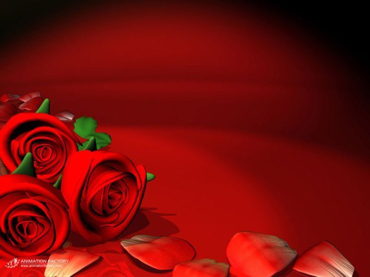 Amazing Red Roses Love Wallpapers And Backgrounds | amazing ...