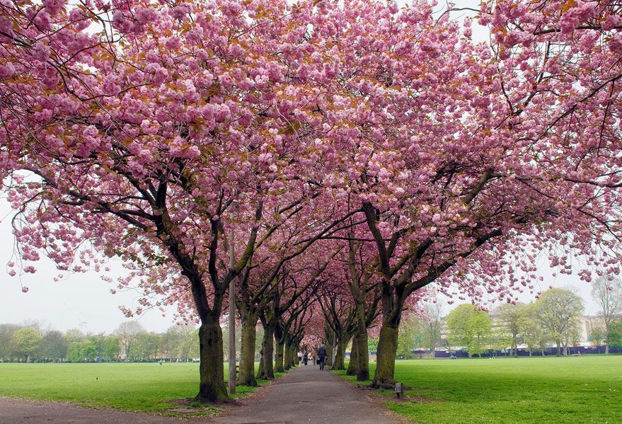 Wallpapers Seasons Spring Nature Image #180550 Download