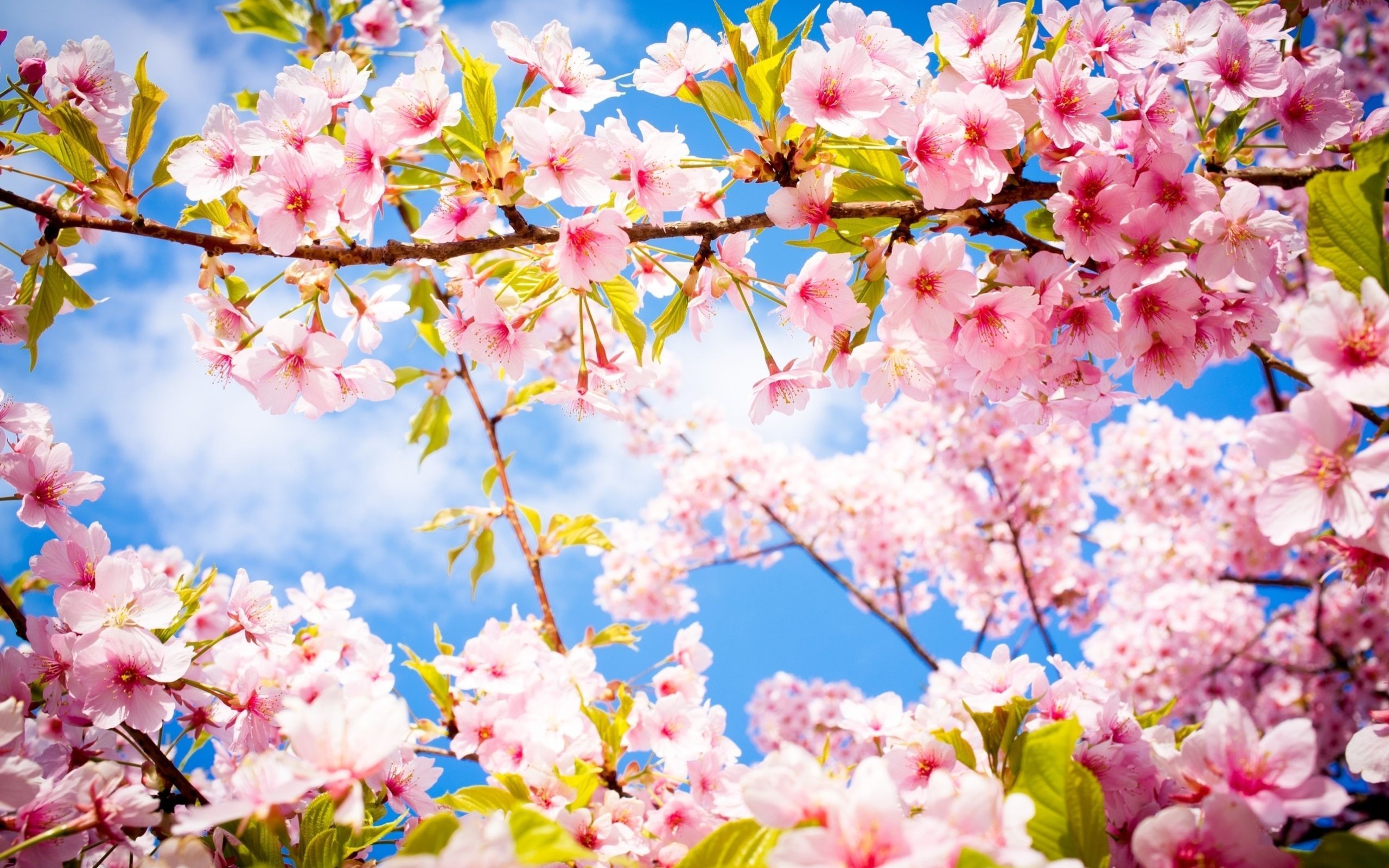 Beautiful spring flowering forest wallpapers and images ...