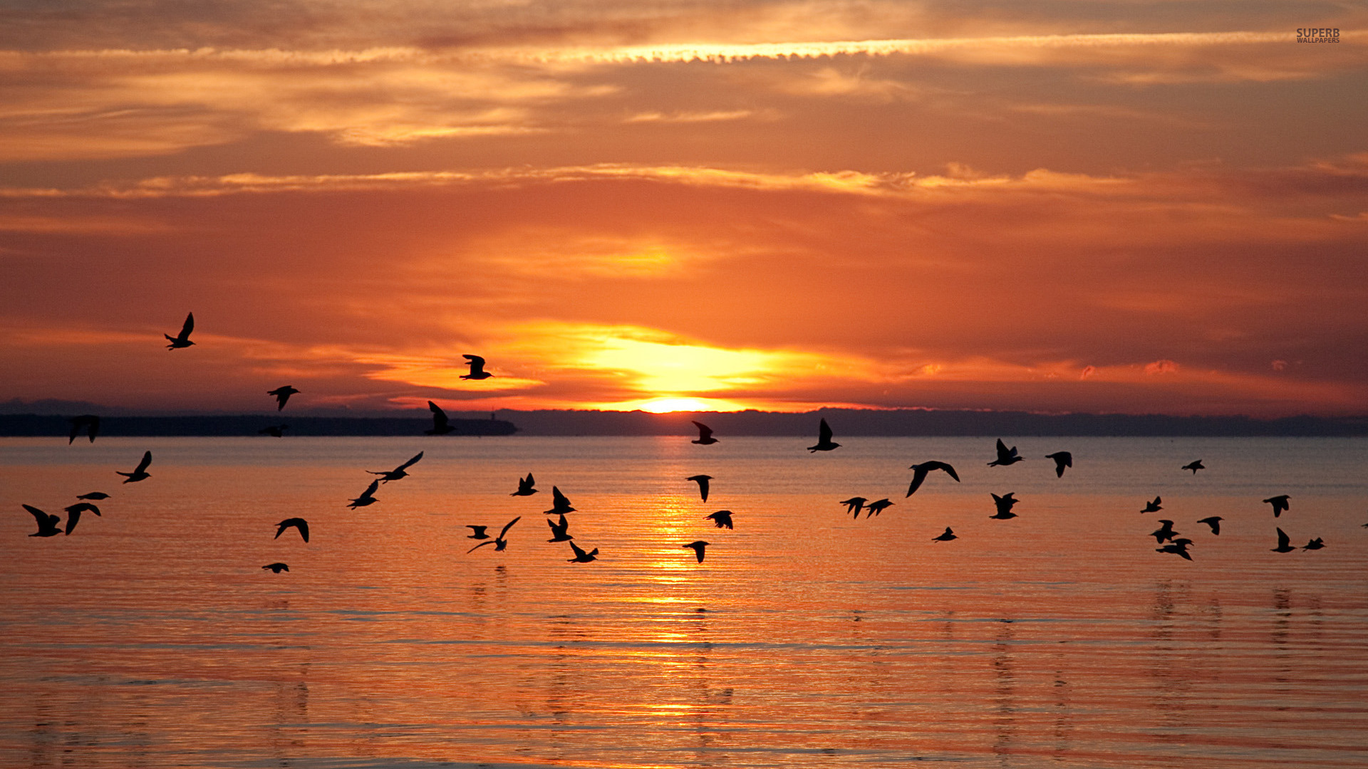 Birds flying at sunset wallpaper - Nature wallpapers - #45061