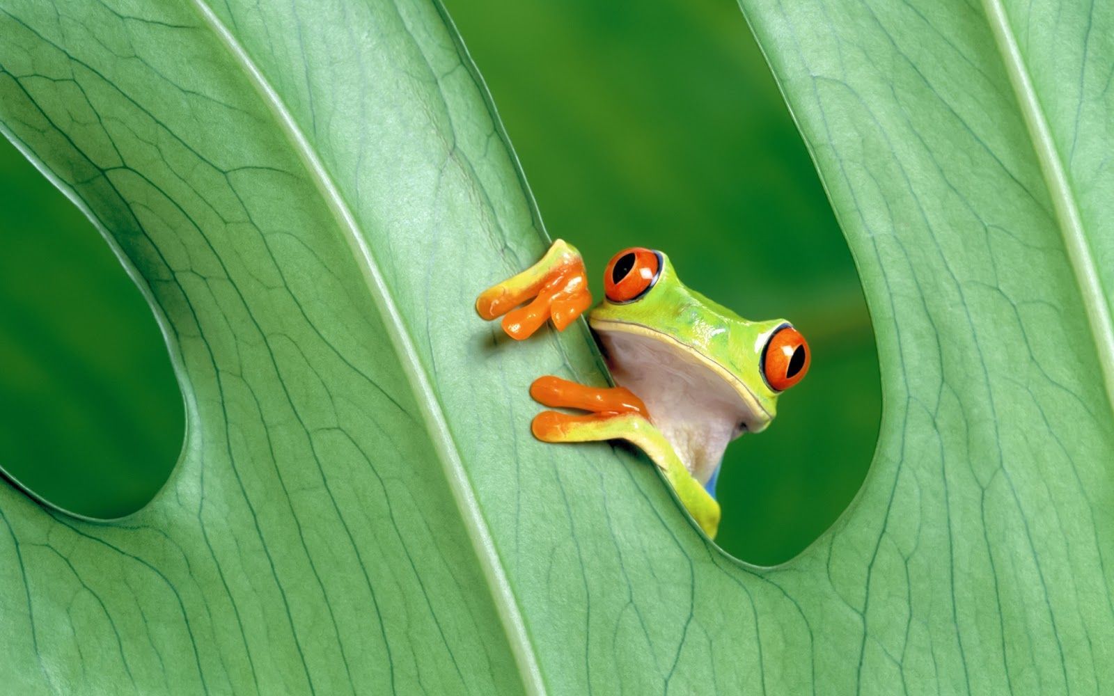 Crazy Frog HD Wallpaper | Animals Wallpapers