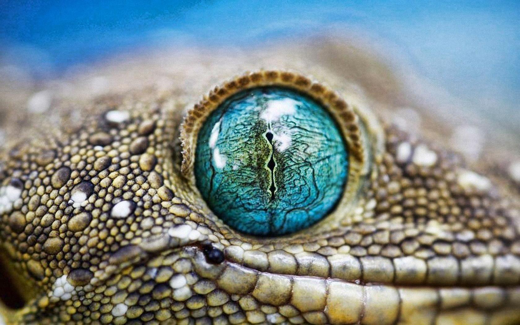 Blue Eyes Gecko Animals | Free Desktop HD Wallpaper