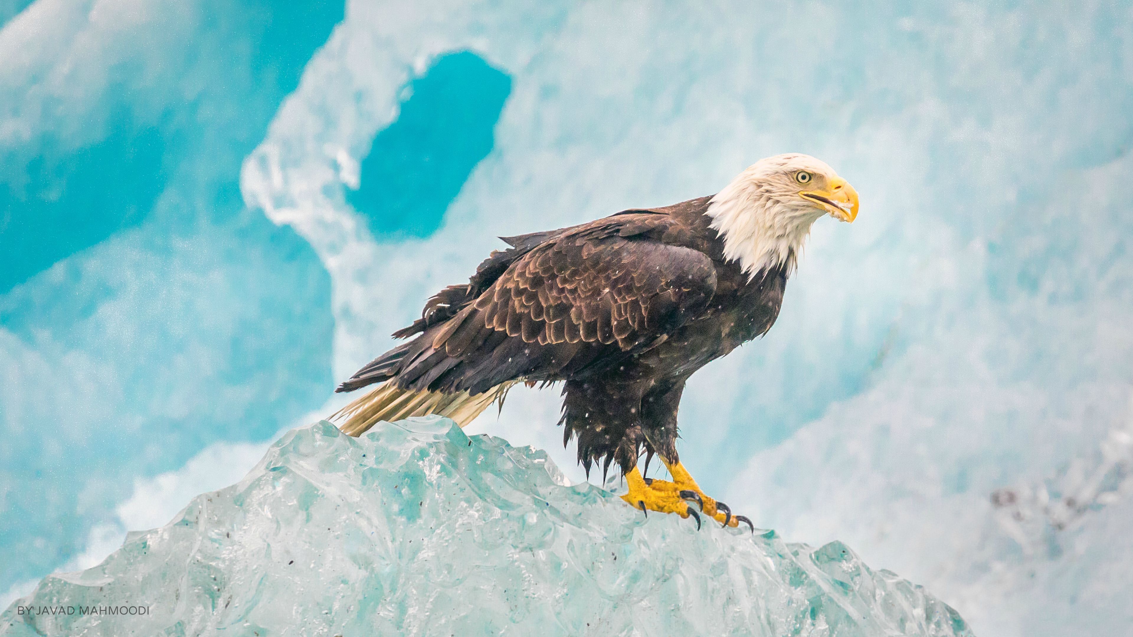Bald-Eagle-on-Ice-Ultra-HD-Wallpaper - Wallpapersdl.top ...