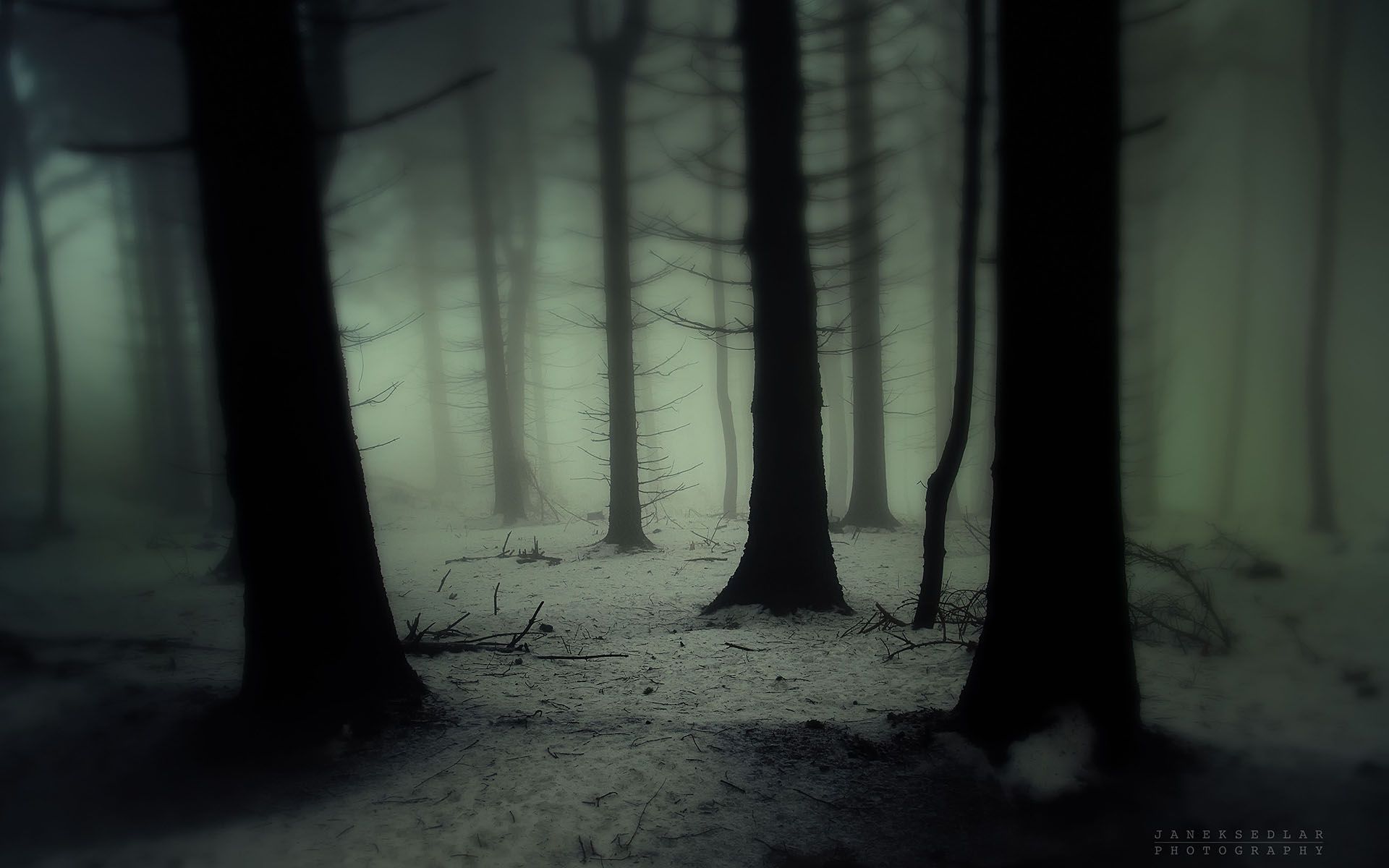 Nature landscapes trees forest wood gloom snowing snow winter fog