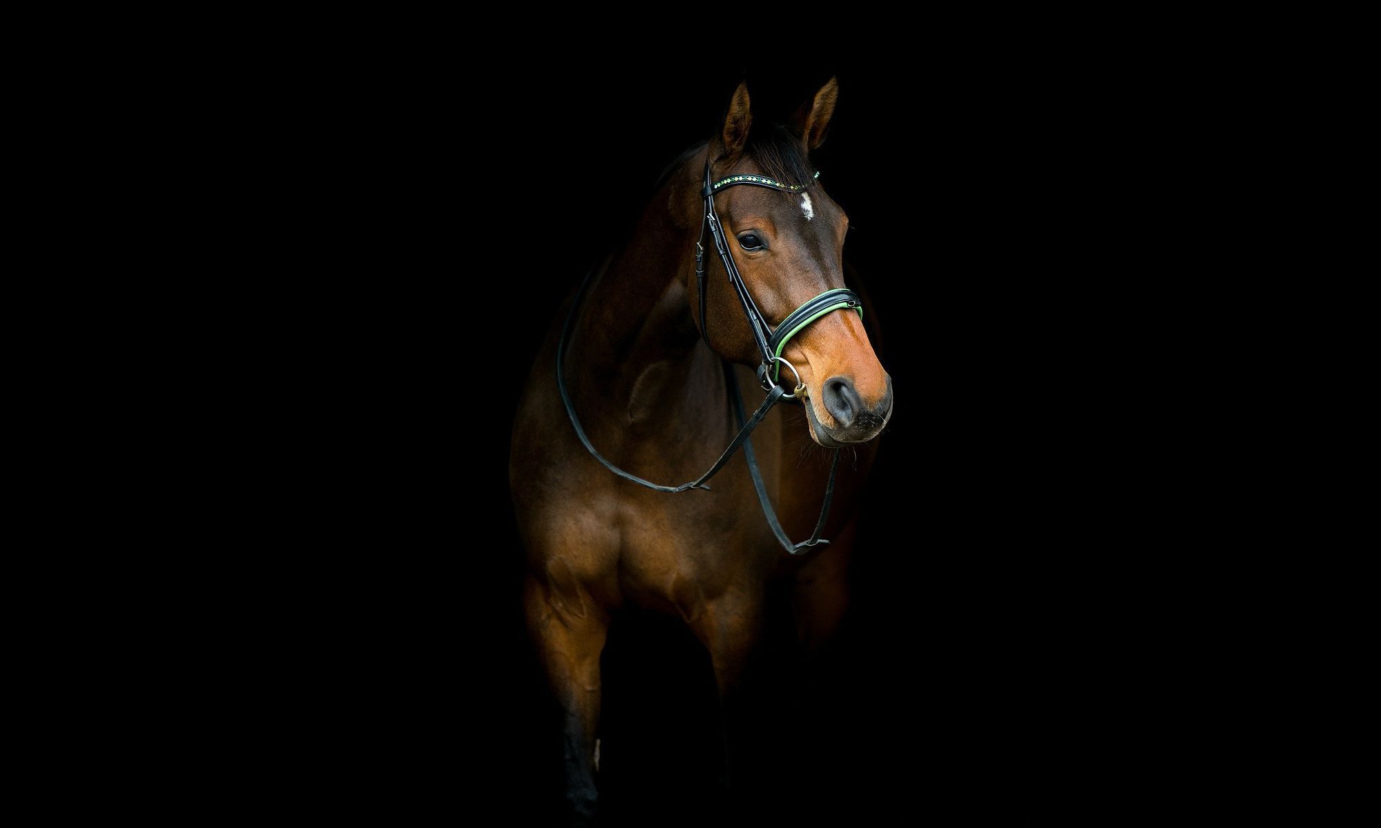 Brown horse features on dark background hd 1080p