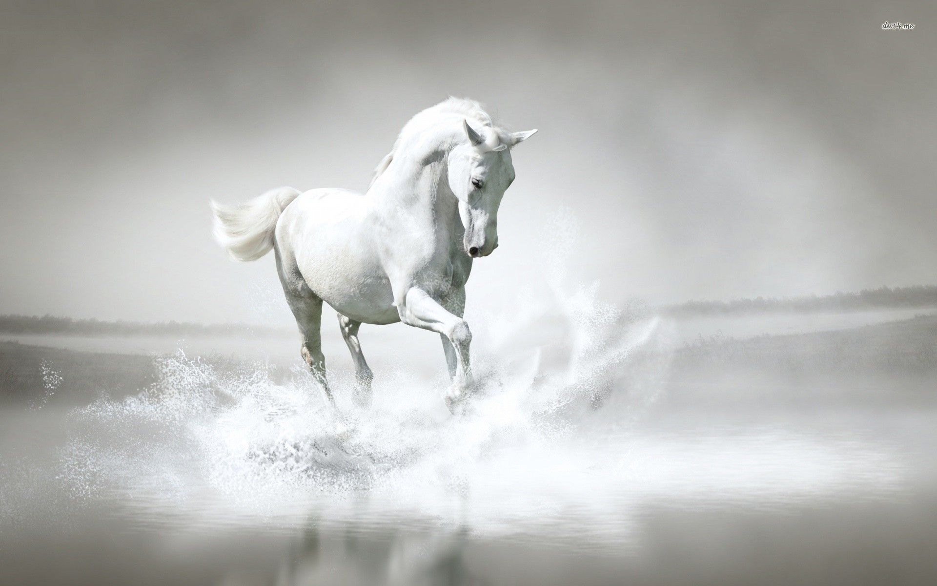 White Horse Wallpapers - Wallpaper Cave