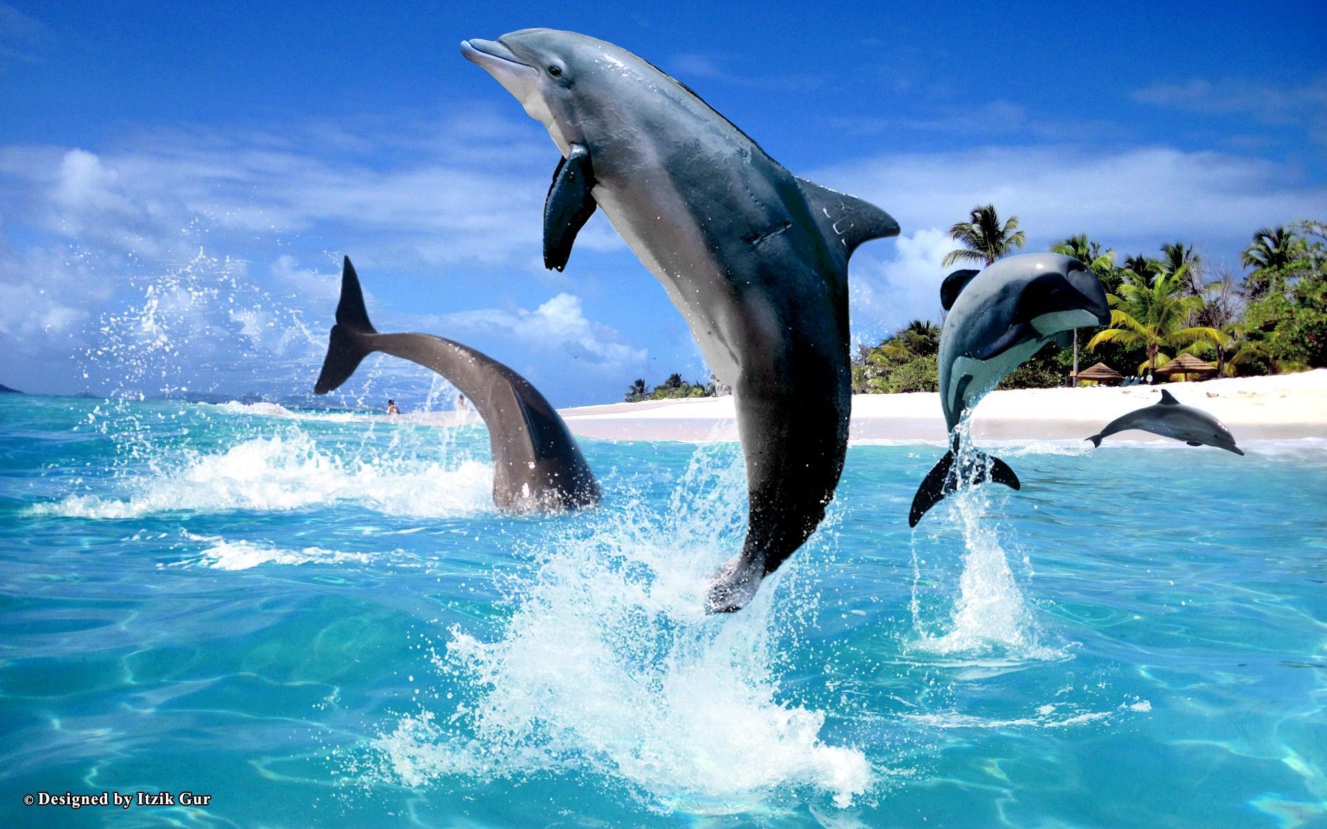 Dolphin Wallpapers HD
