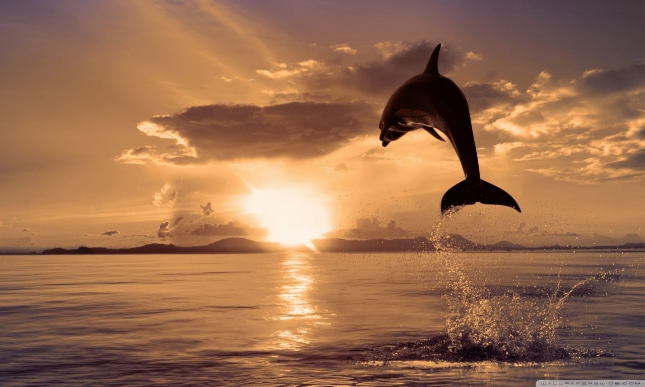 Jumping Dolphin HD desktop wallpaper : High Definition ...