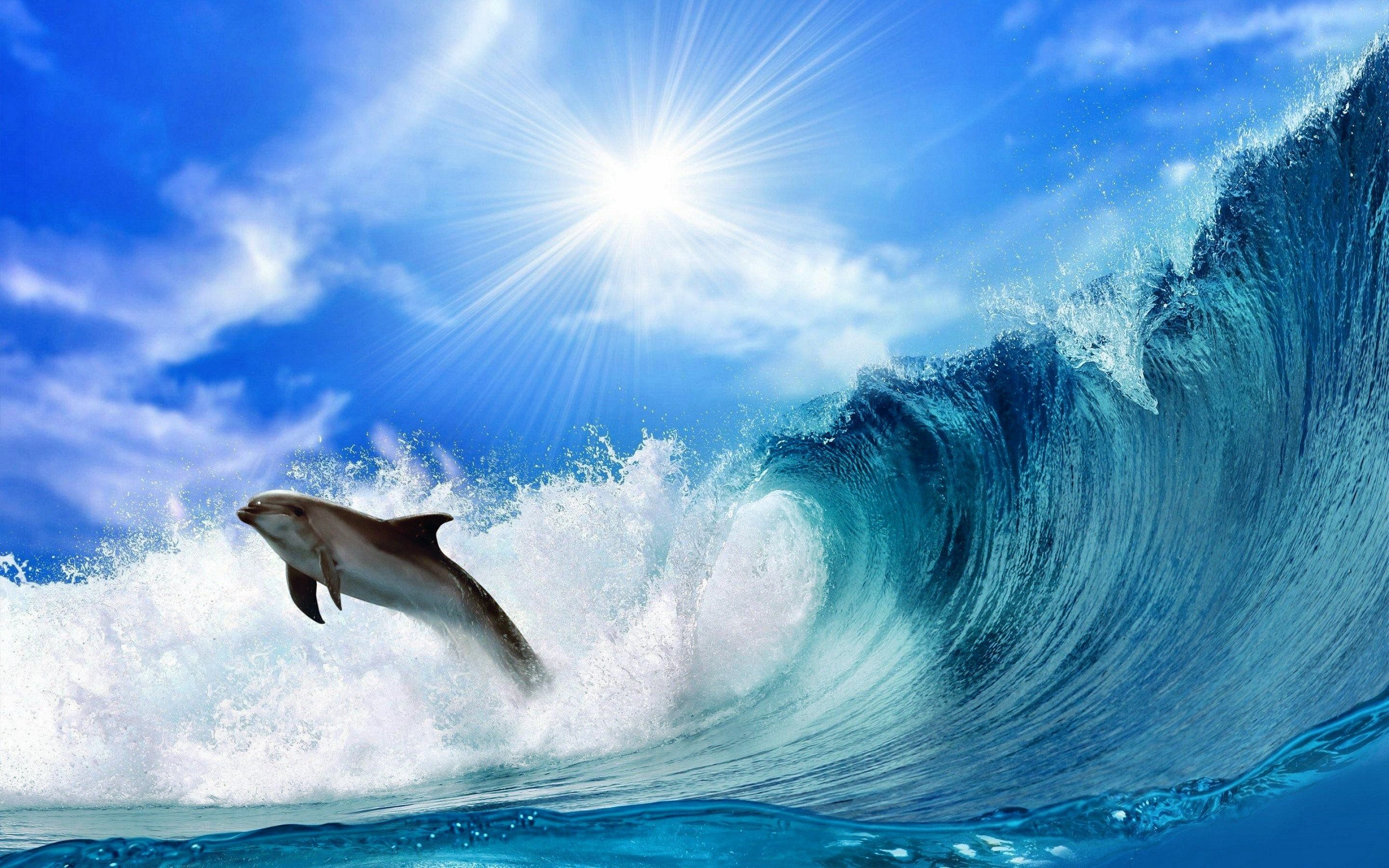 Dolphin HD Wallpapers - , New Wallpapers, New Backgrounds