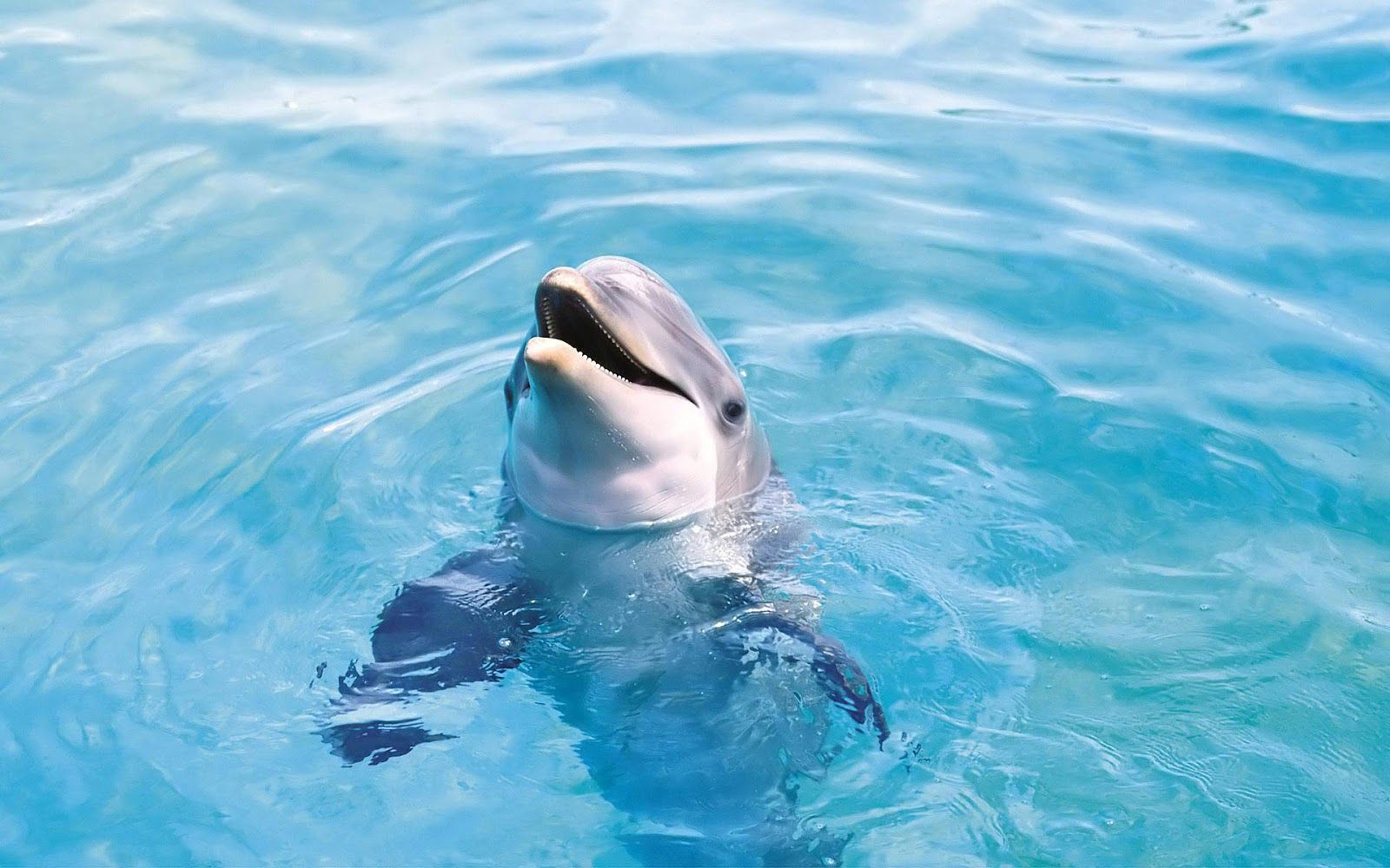 HD Dolphins Wallpapers and Photos HD Animals Backgrounds