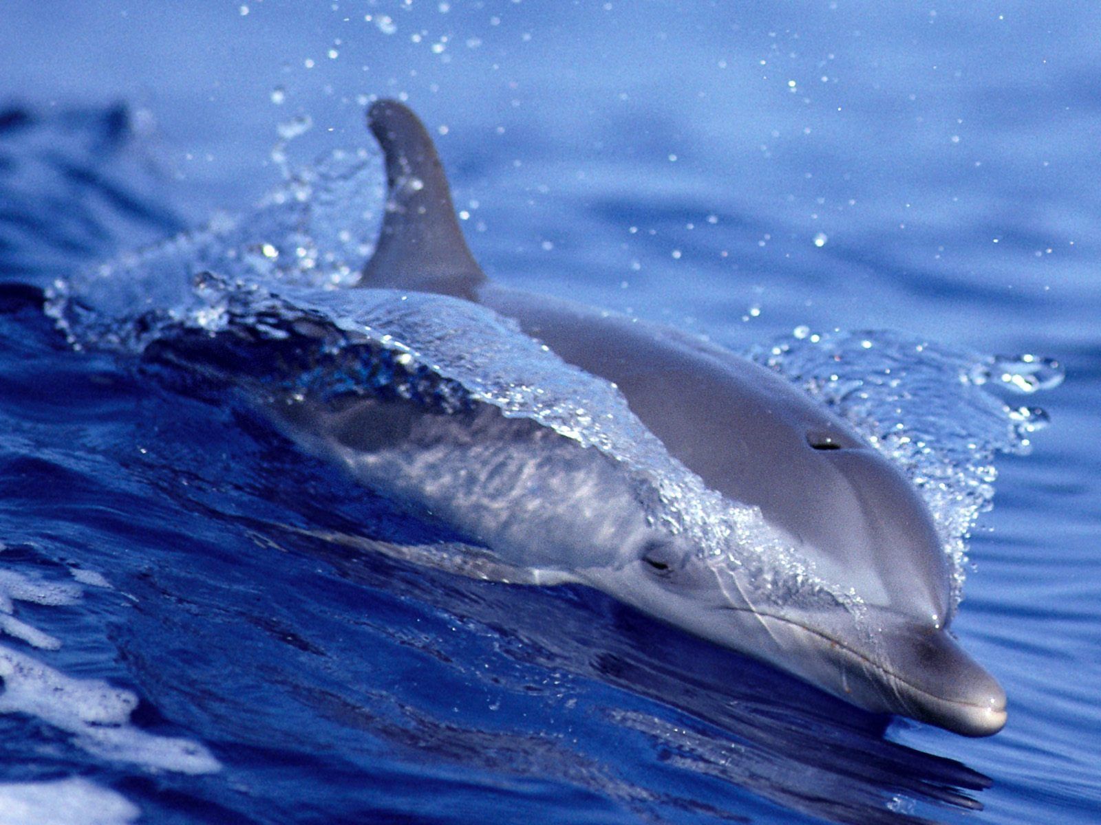 Free Dolphin Wallpapers For Desktop