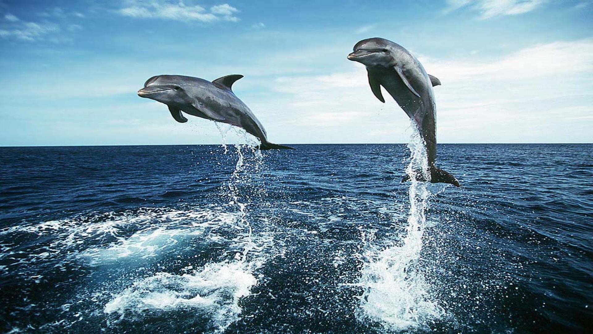 Dolphin full hd background 1