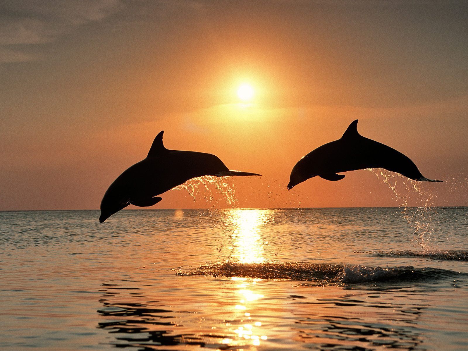 Dolphin Wallpapers HD Pictures | One HD Wallpaper Pictures ...