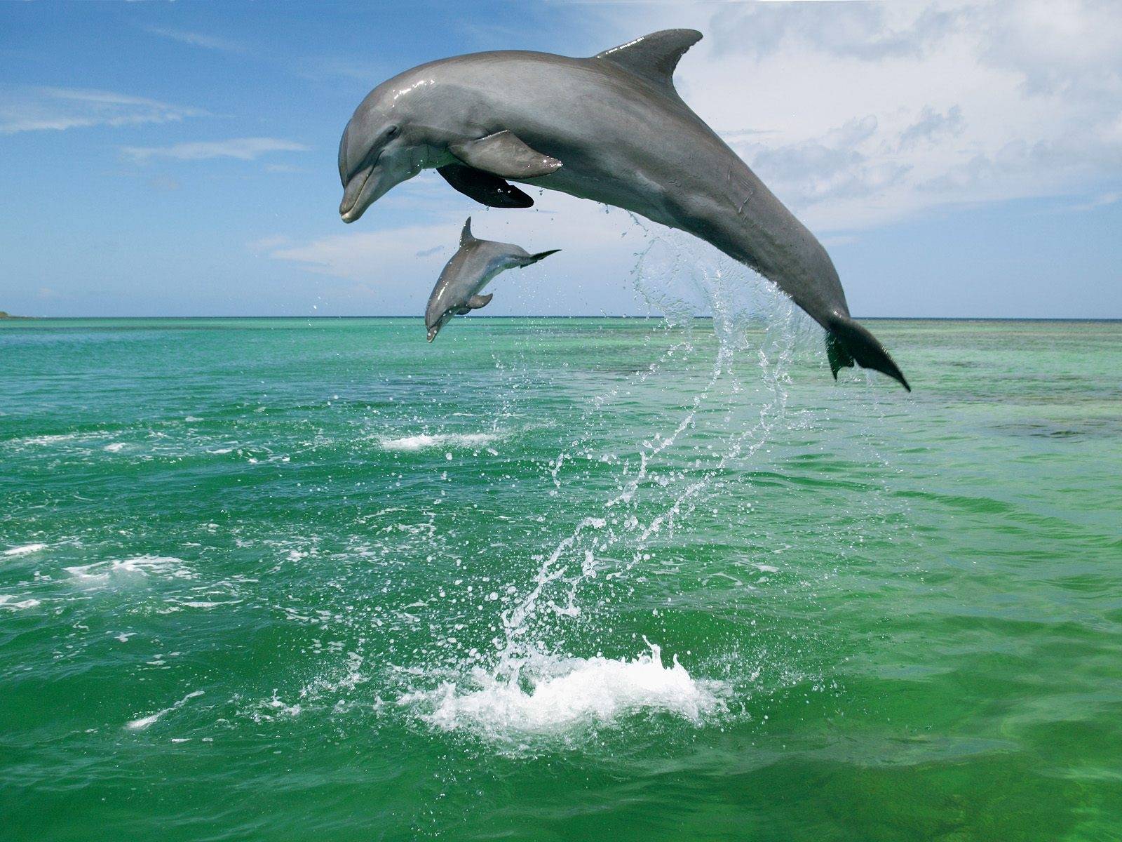 The-best-top-desktop-dolphin-wallpapers-hd-dolphins-wallpaper-4.jpg