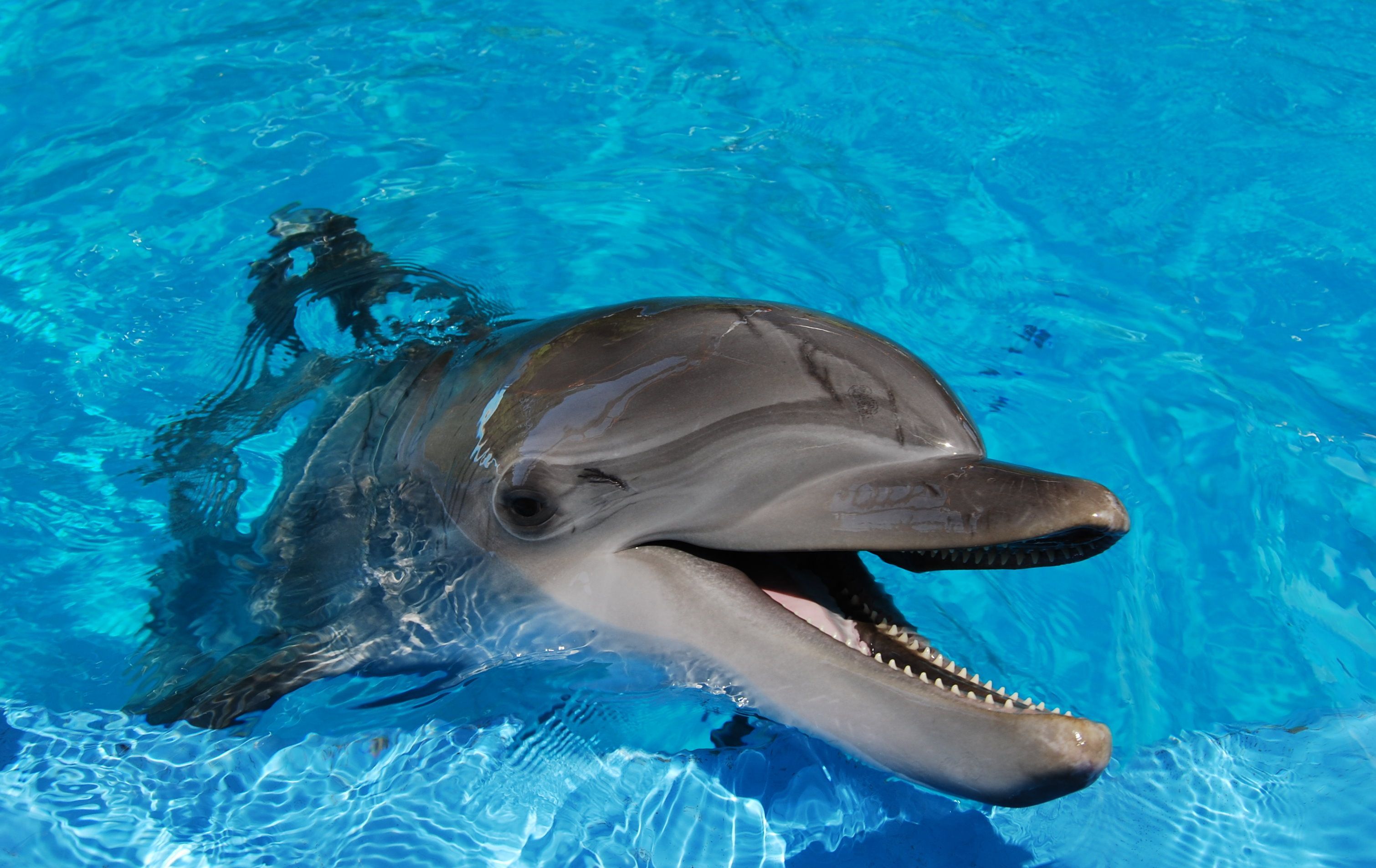 Free dolphin hd wallpapers 3D