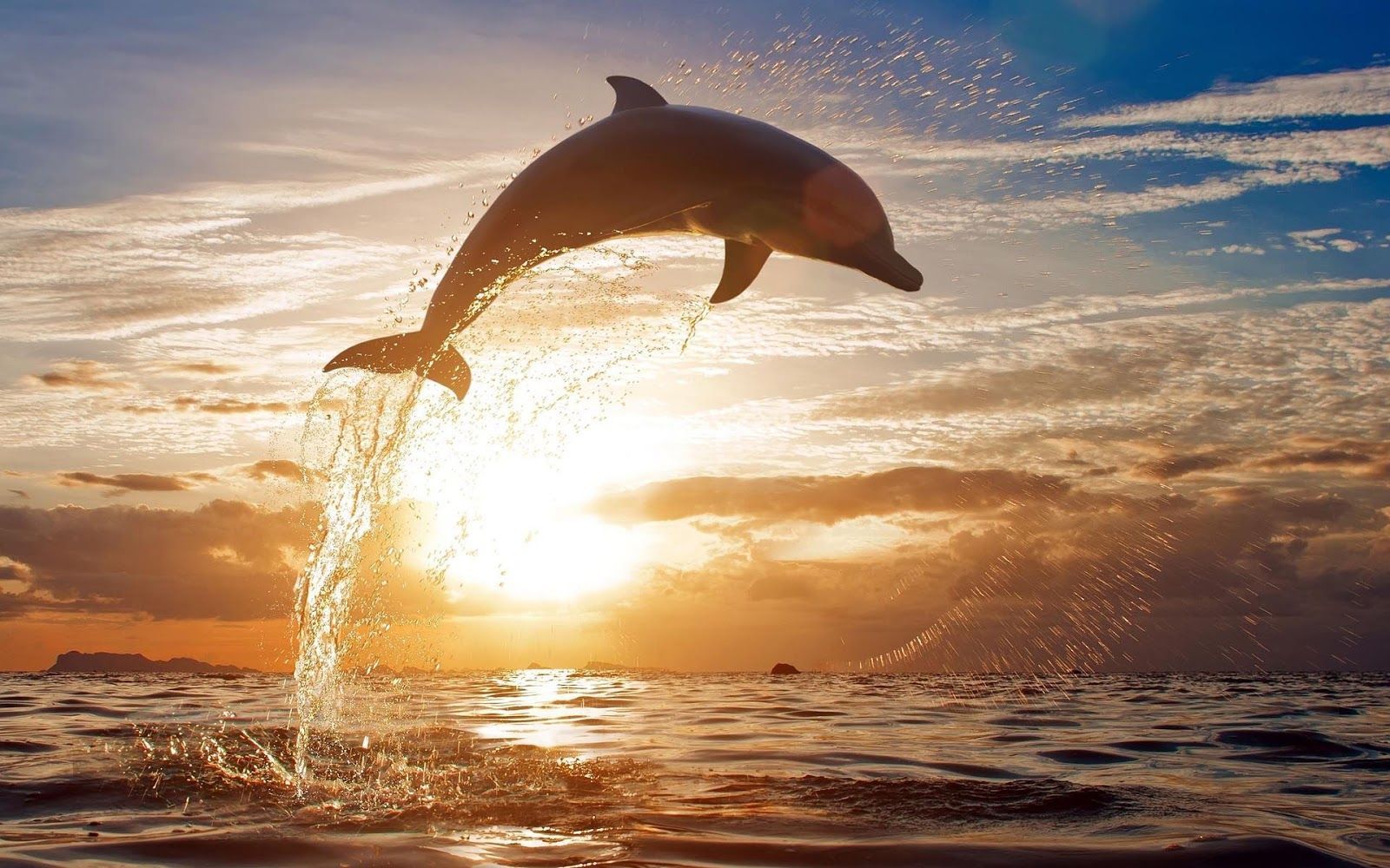 HD Dolphins Wallpapers and Photos | HD Animals Wallpapers