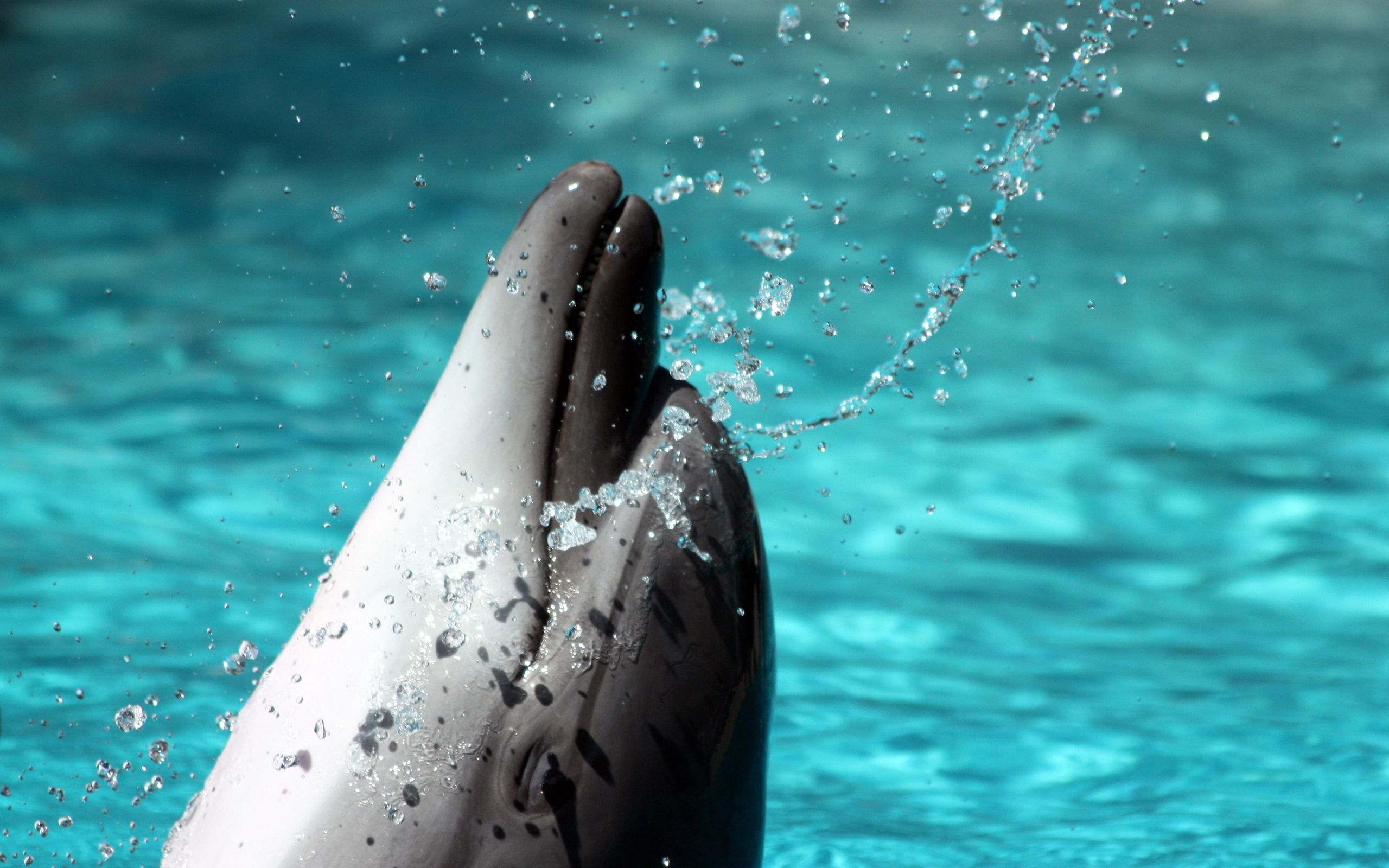 Bottlenose Dolphin Backgrounds