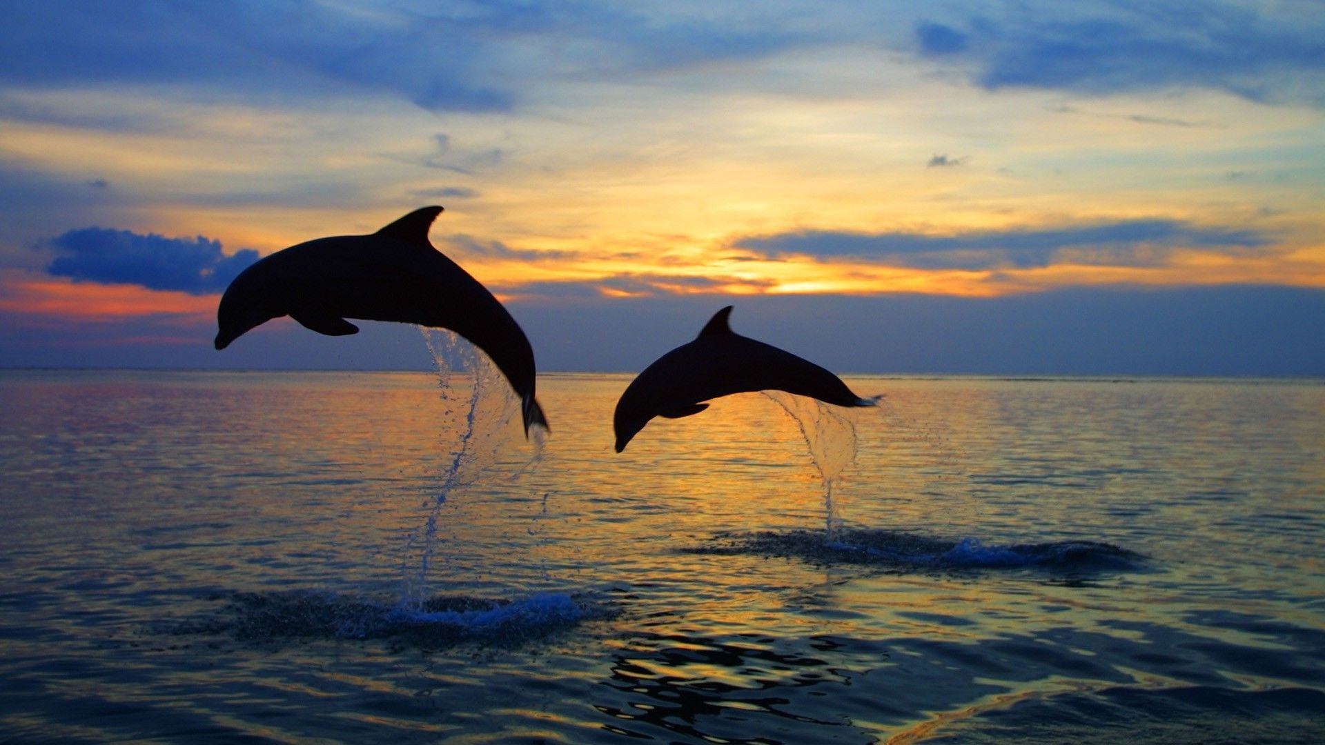 Dolphin Wallpapers HD Group (76+)