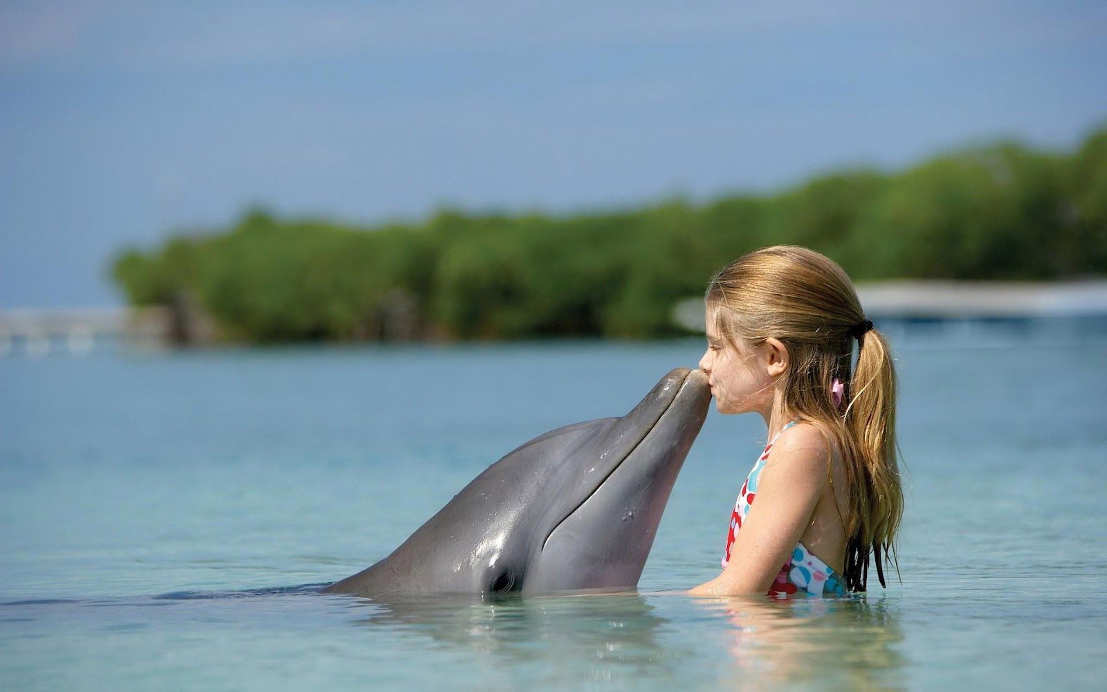 Dolphin hd wallpapers free download 3D
