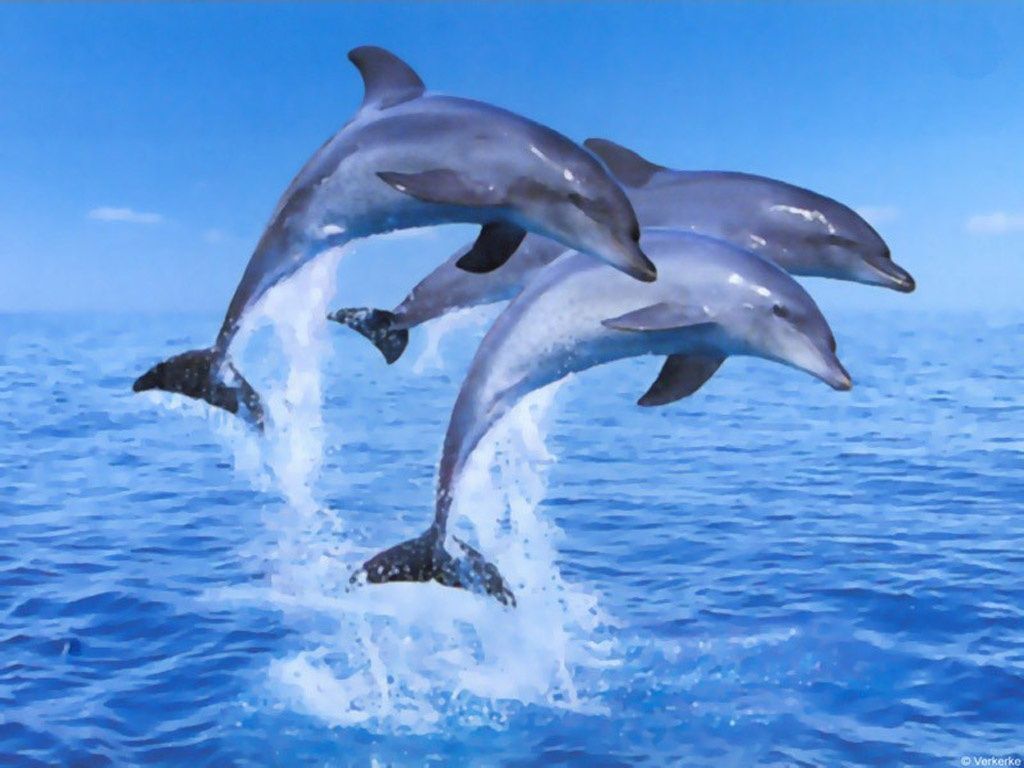 Dolphin Wallpaper Desktop Background Wallpaper