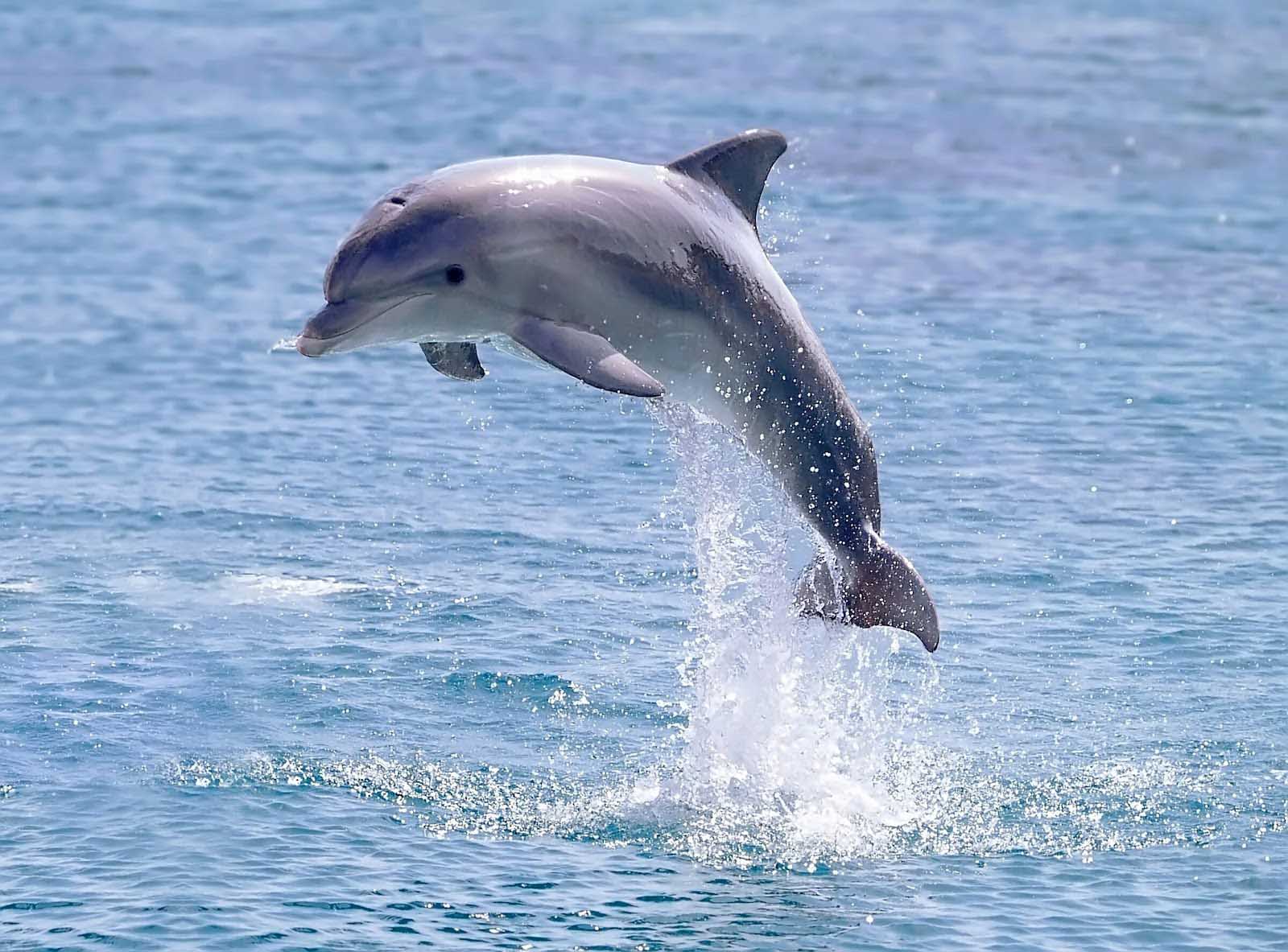 Dolphin Hd Wallpapers Free Download | HD Wallpapers