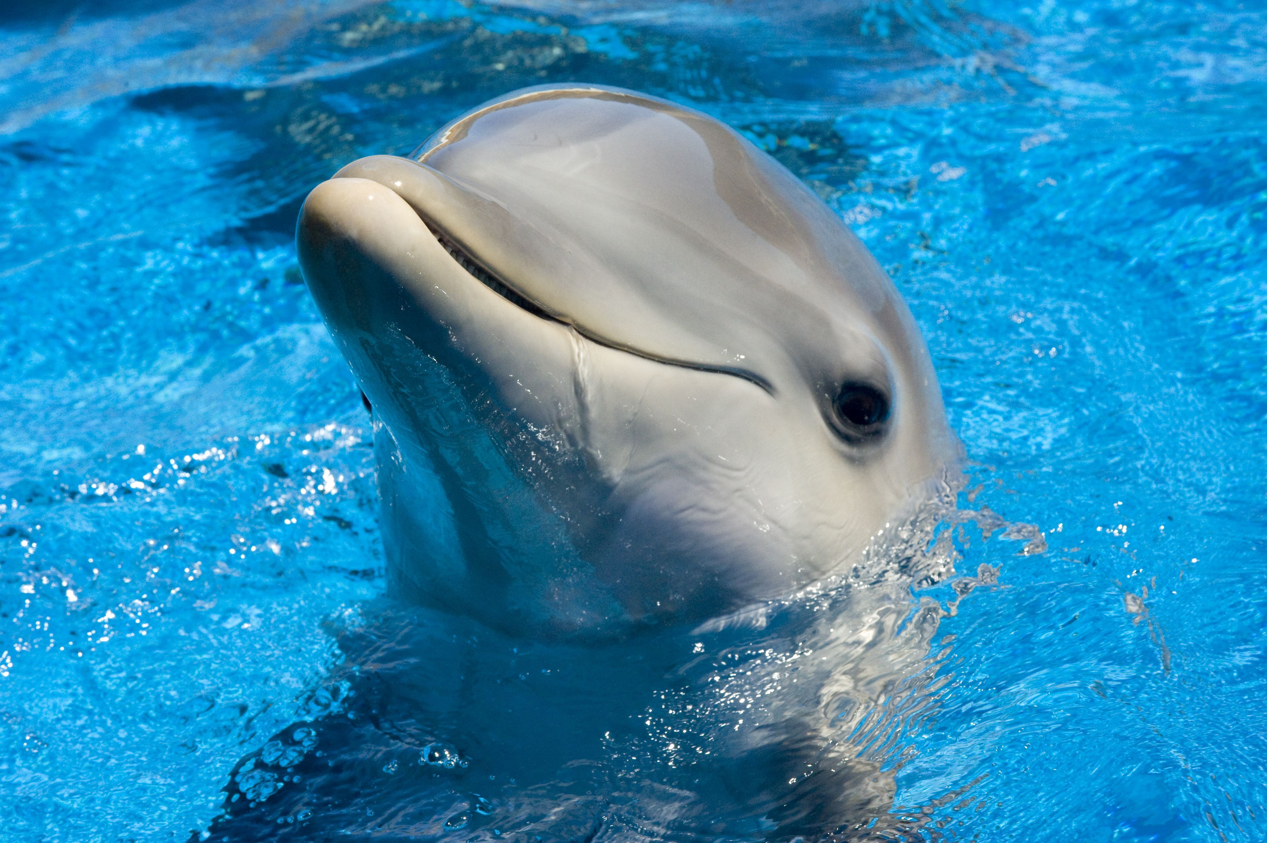 Gallery for - dolphin wallpaper pictures