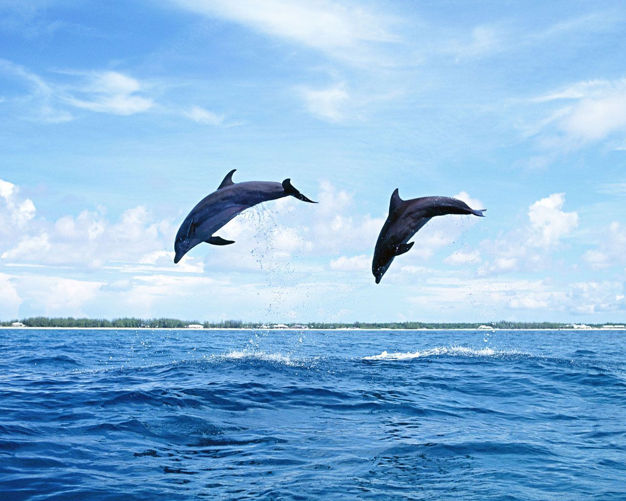 Pictures Of Dolphins - Wallpaper HD Base