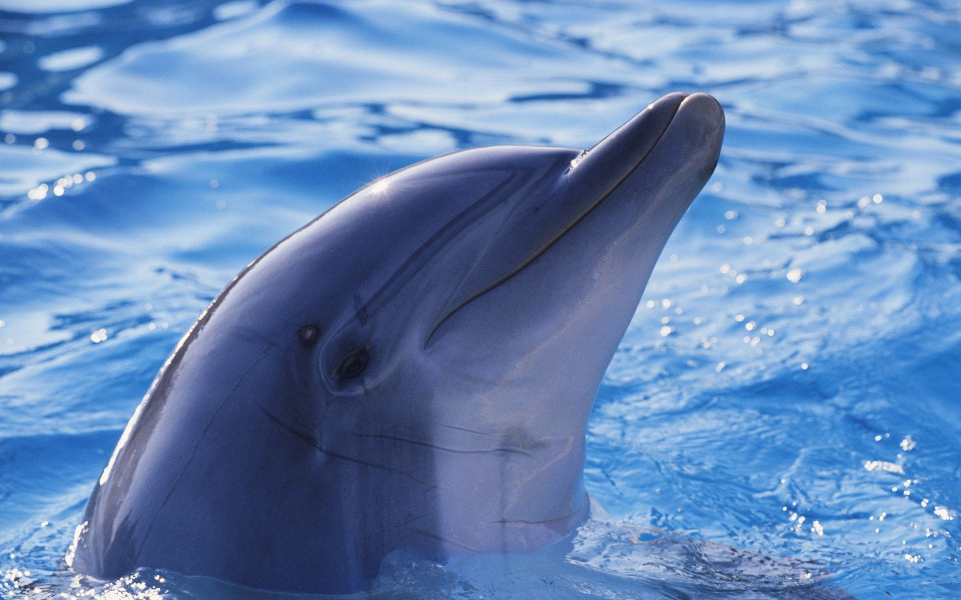 Atlantic Bottlenose Dolphins HD Wallpaper | Animals Wallpapers