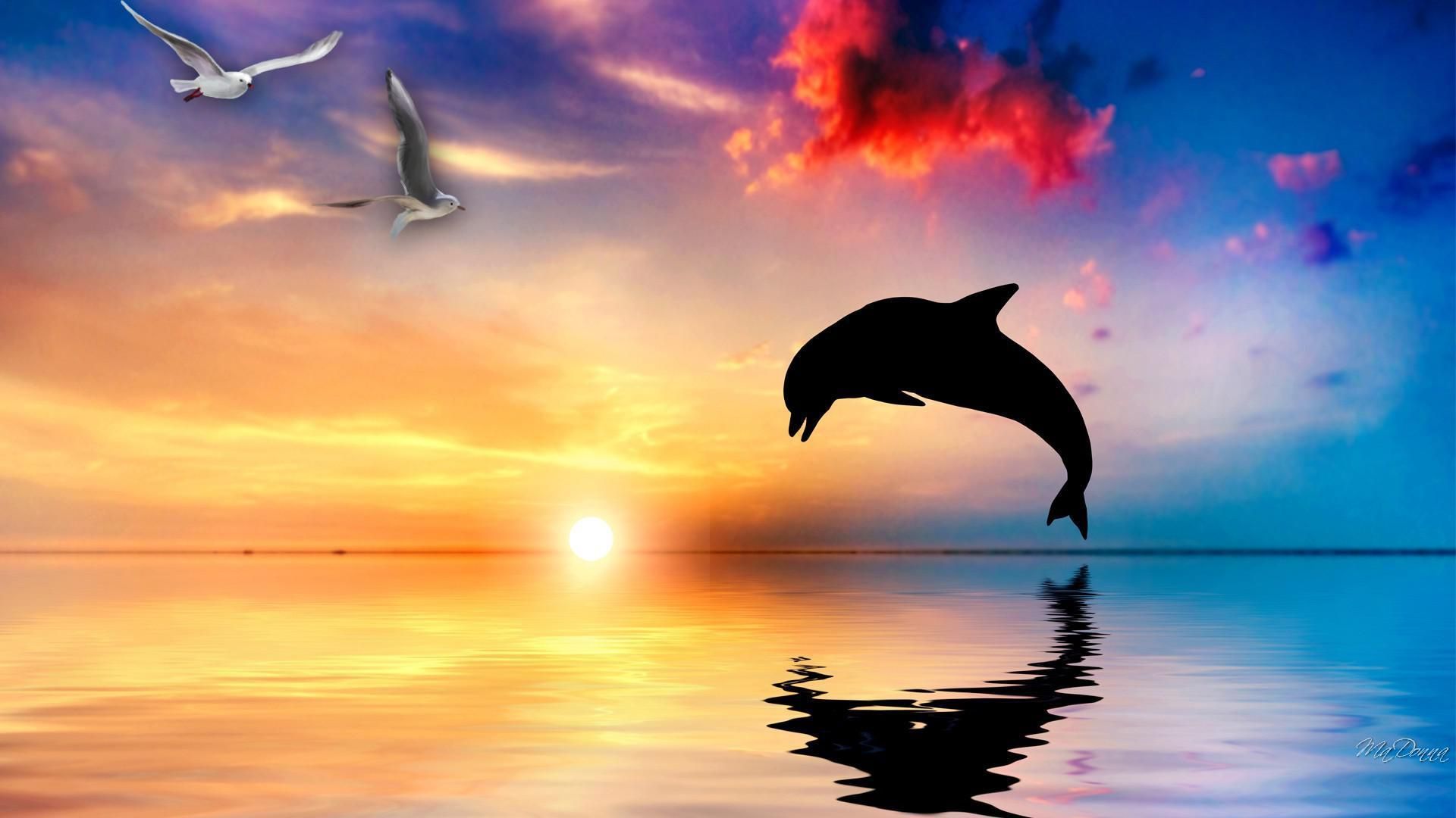 Dolphin Wallpapers | Best Wallpapers