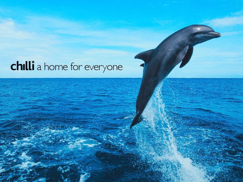 Free Dolphin Pictures - Widescreen HD Wallpapers