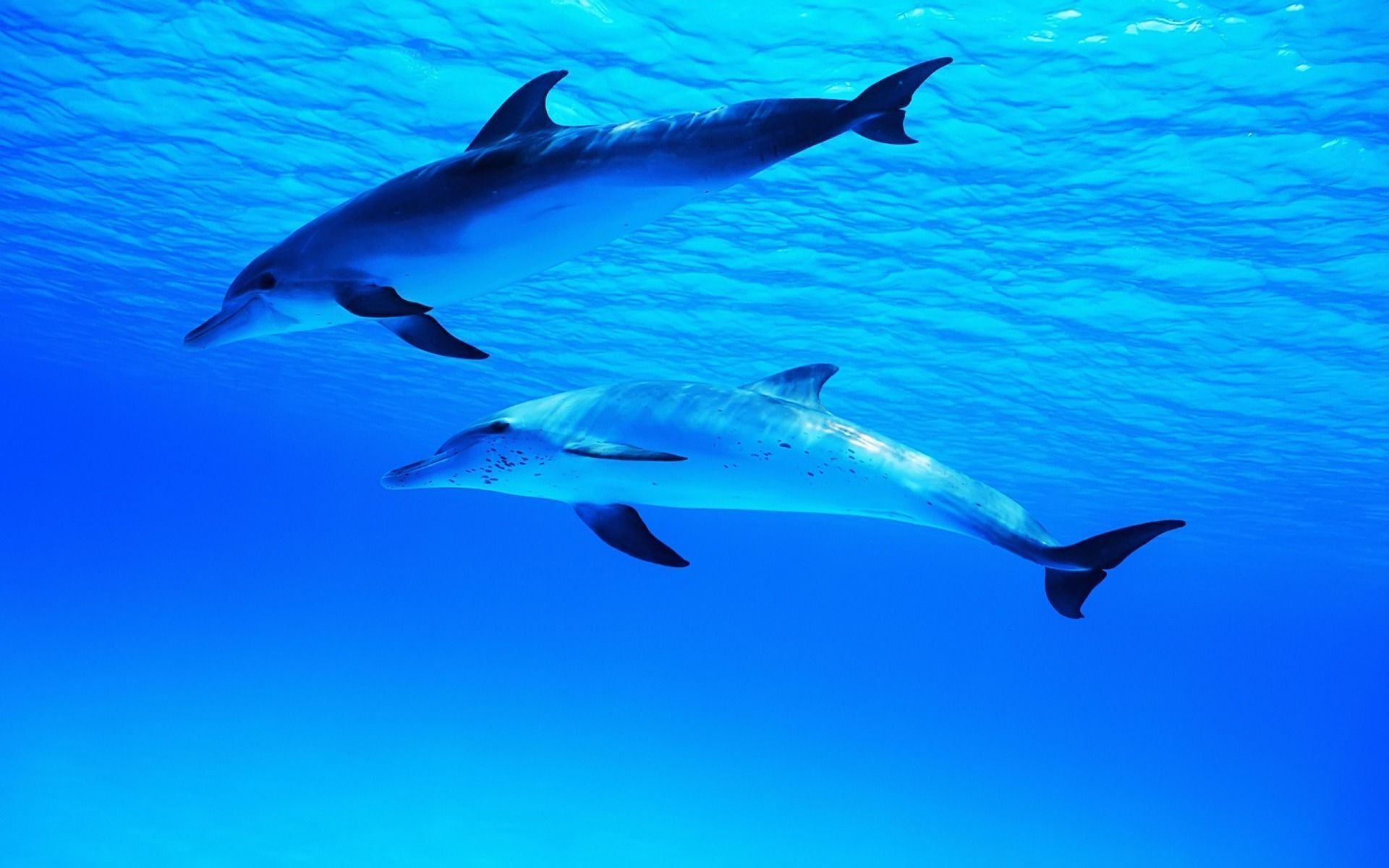 Underwater Dolphin Wallpaper HD Resolution #lz1 • Wallpaper Jirut.com