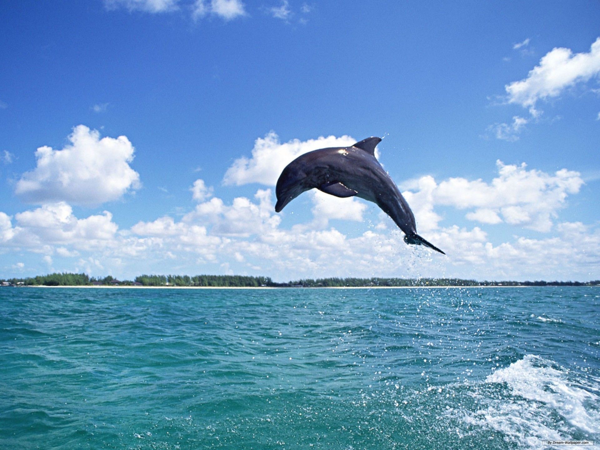 dolphin wallpaper image #8054 - Web Design