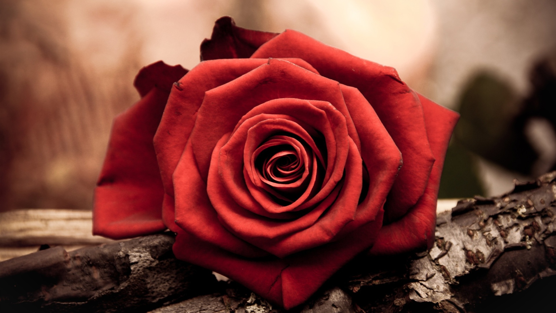 red-rose-flower-desktop-wallpaper-1920x1080 - Magic4Walls.com