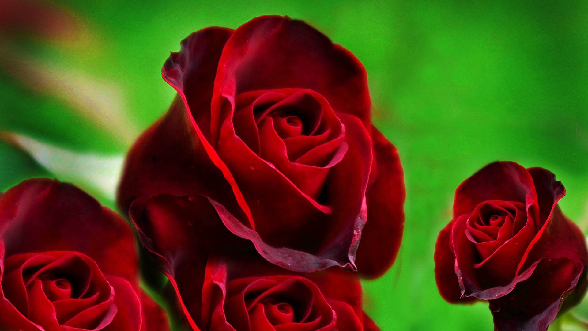 Red Roses HD Wallpapers Free Download
