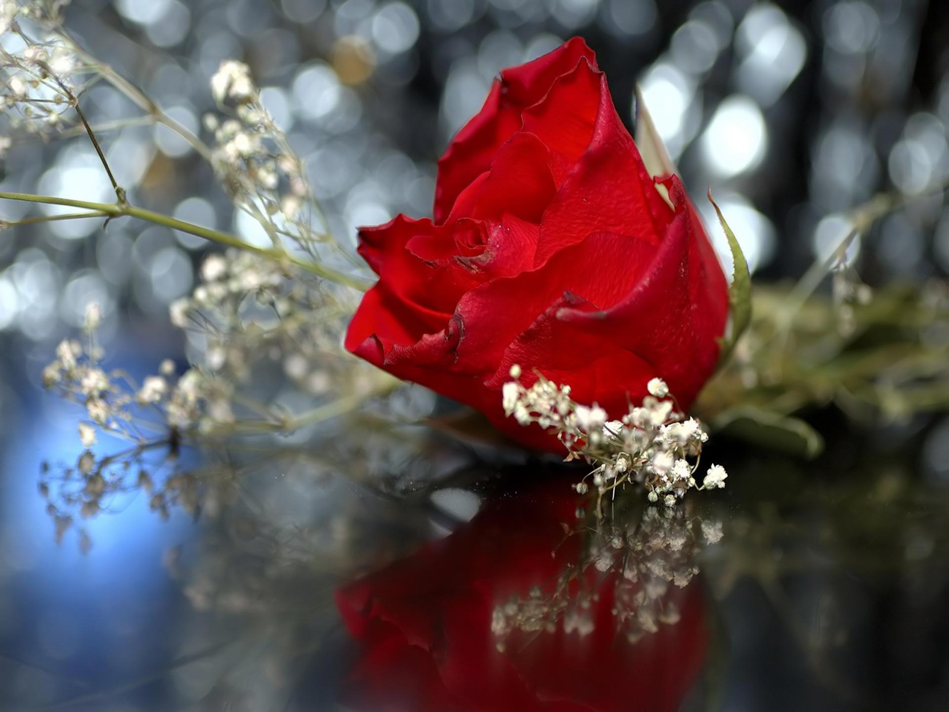 Desktop Wallpaper · Gallery · Nature · Wedding red rose | Free ...