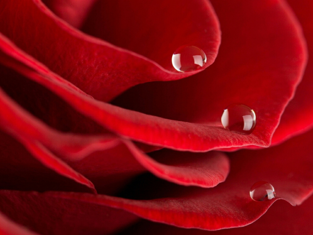 flowers for flower lovers.: Red rose desktop HD wallpapers.