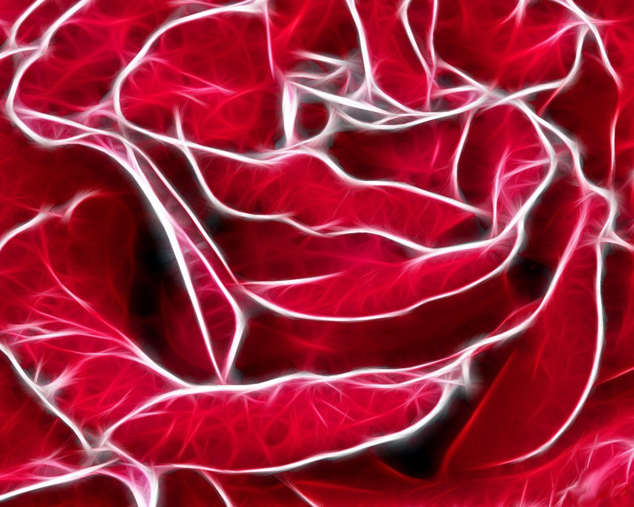 Desktop Wallpaper · Gallery · Windows 7 · Red rose - background ...