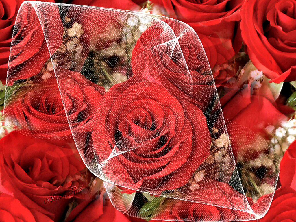 Rainbow Flowers - Wallpapers - Red Rose Backgrounds - Red Tulip ...