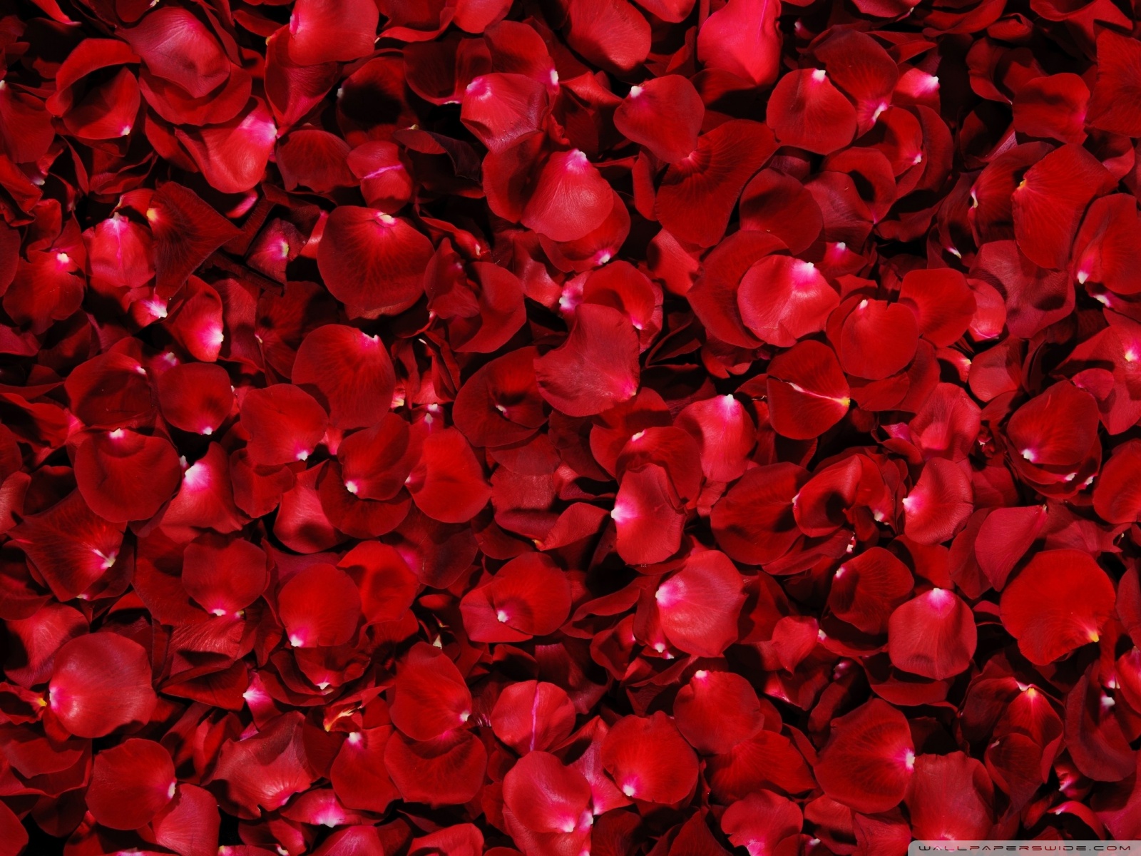 Red Rose Petals HD desktop wallpaper : High Definition ...