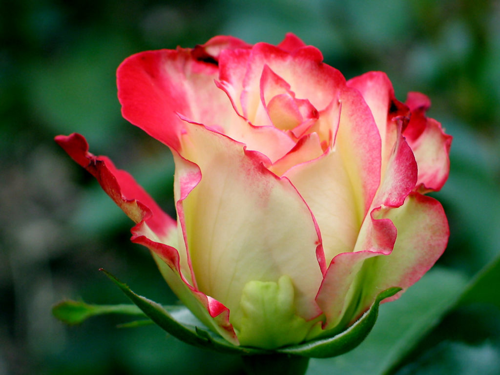 Light Red Rose < Flowers < Life < Desktop Wallpaper